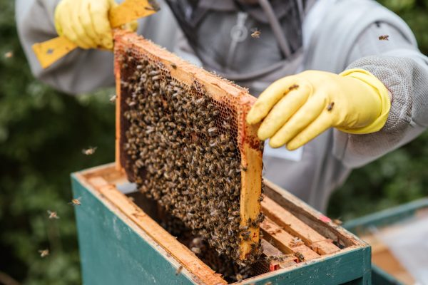 Imker beim Ernten von Honig. Foto: Pexels, Anete Lusina