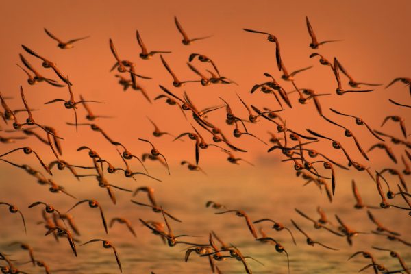 Migration, Foto: Pexels/Shakhawat Shaon